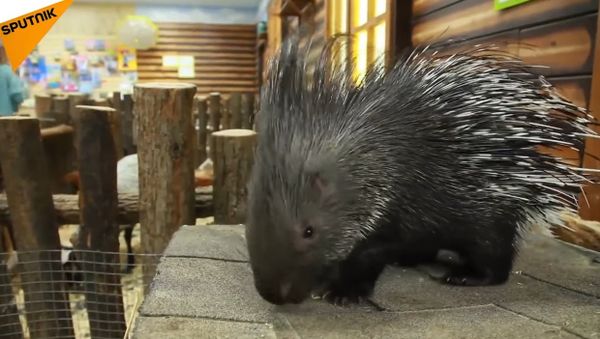 Friendliest Porcupine In The World - Sputnik International