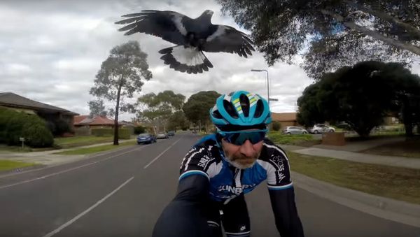 Attack of the Birds - Sputnik International