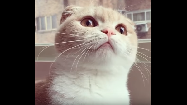 ‘Fear Me!’: Eager Kitten Chatters at Birds - Sputnik International