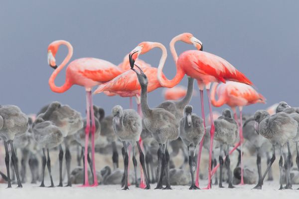 Feathered Frenzy: Winners of the 2017 Bird Photographer of the Year Contest Feathered Frenzy: Winners of the 2017 Bird Photographer of the Year Contest - Sputnik International