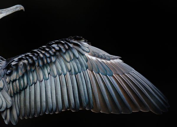 Feathered Frenzy: Winners of the 2017 Bird Photographer of the Year Contest Feathered Frenzy: Winners of the 2017 Bird Photographer of the Year Contest - Sputnik International