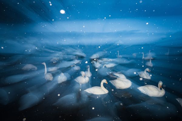 Feathered Frenzy: Winners of the 2017 Bird Photographer of the Year Contest Feathered Frenzy: Winners of the 2017 Bird Photographer of the Year Contest - Sputnik International