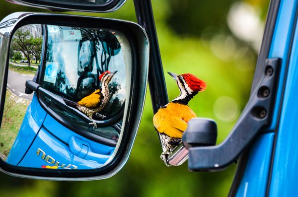 Feathered Frenzy: Winners of the 2017 Bird Photographer of the Year Contest Feathered Frenzy: Winners of the 2017 Bird Photographer of the Year Contest - Sputnik International