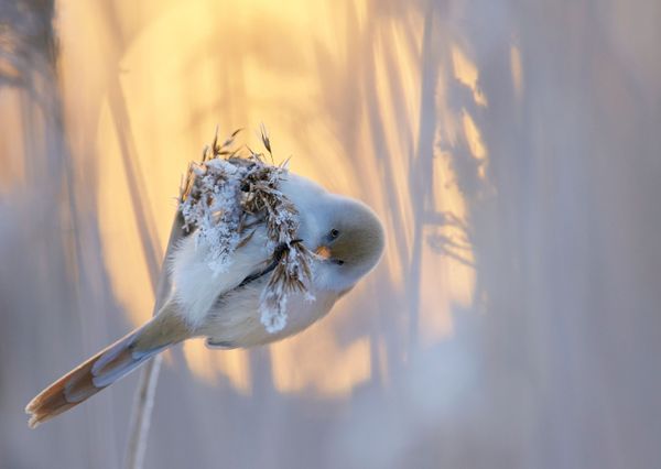 Feathered Frenzy: Winners of the 2017 Bird Photographer of the Year Contest Feathered Frenzy: Winners of the 2017 Bird Photographer of the Year Contest - Sputnik International