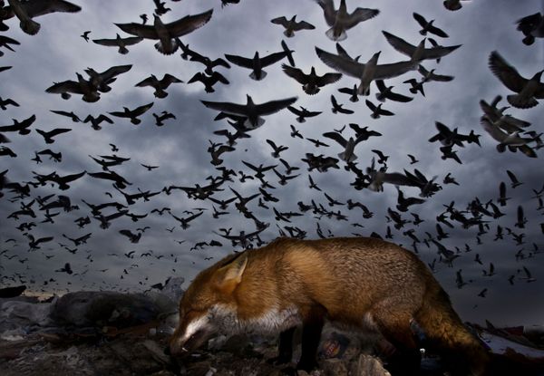 Feathered Frenzy: Winners of the 2017 Bird Photographer of the Year Contest Feathered Frenzy: Winners of the 2017 Bird Photographer of the Year Contest - Sputnik International