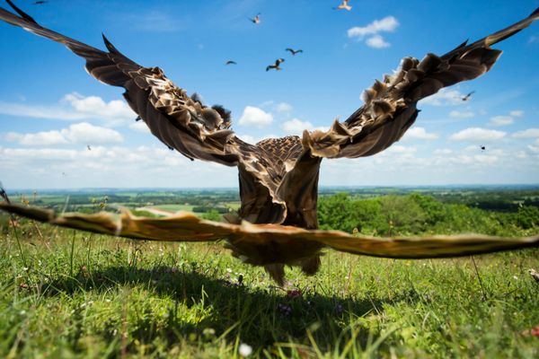 Feathered Frenzy: Winners of the 2017 Bird Photographer of the Year Contest Feathered Frenzy: Winners of the 2017 Bird Photographer of the Year Contest - Sputnik International