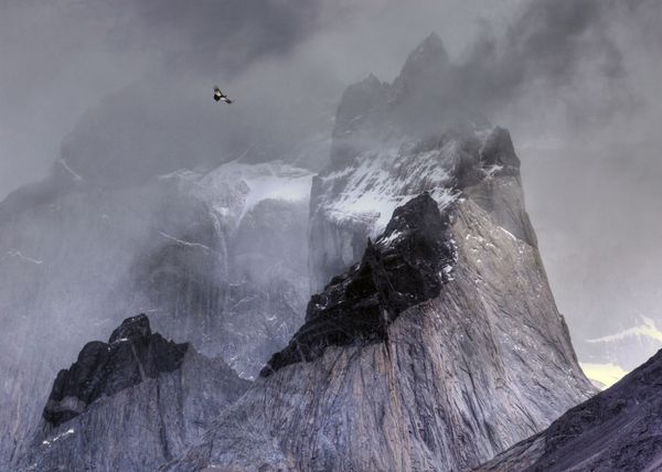 Feathered Frenzy: Winners of the 2017 Bird Photographer of the Year Contest Feathered Frenzy: Winners of the 2017 Bird Photographer of the Year Contest - Sputnik International