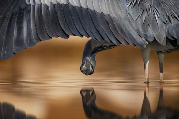 Feathered Frenzy: Winners of the 2017 Bird Photographer of the Year Contest Feathered Frenzy: Winners of the 2017 Bird Photographer of the Year Contest - Sputnik International