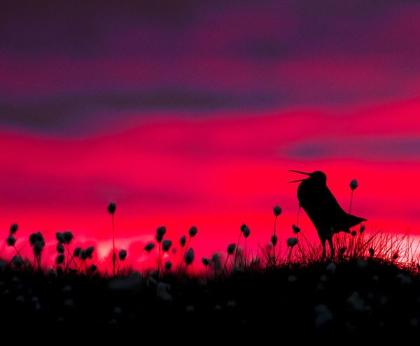 Feathered Frenzy: Winners of the 2017 Bird Photographer of the Year Contest Feathered Frenzy: Winners of the 2017 Bird Photographer of the Year Contest - Sputnik International
