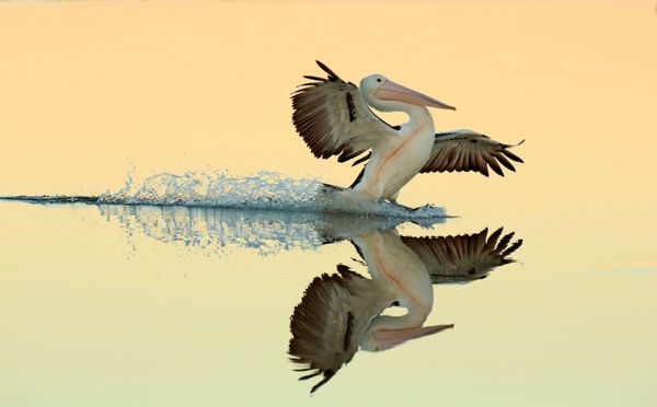 Feathered Frenzy: Winners of the 2017 Bird Photographer of the Year Contest Feathered Frenzy: Winners of the 2017 Bird Photographer of the Year Contest - Sputnik International