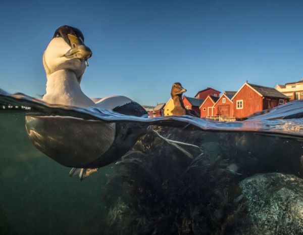 Feathered Frenzy: Winners of the 2017 Bird Photographer of the Year Contest Feathered Frenzy: Winners of the 2017 Bird Photographer of the Year Contest - Sputnik International