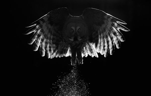 Feathered Frenzy: Winners of the 2017 Bird Photographer of the Year Contest Feathered Frenzy: Winners of the 2017 Bird Photographer of the Year Contest - Sputnik International
