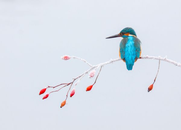 Feathered Frenzy: Winners of the 2017 Bird Photographer of the Year Contest Feathered Frenzy: Winners of the 2017 Bird Photographer of the Year Contest - Sputnik International