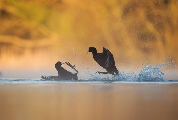 Feathered Frenzy: Winners of the 2017 Bird Photographer of the Year Contest Feathered Frenzy: Winners of the 2017 Bird Photographer of the Year Contest - Sputnik International