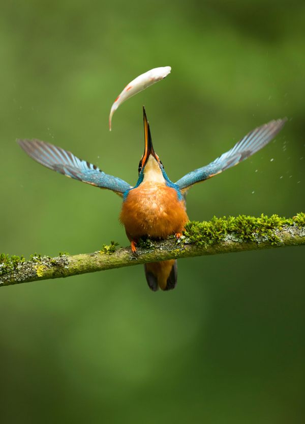 Feathered Frenzy: Winners of the 2017 Bird Photographer of the Year Contest Feathered Frenzy: Winners of the 2017 Bird Photographer of the Year Contest - Sputnik International