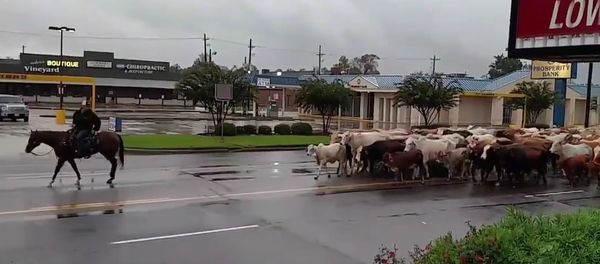 Hurricane Harvey Cattle Drive Hurricane Harvey Cattle Drive - Sputnik International