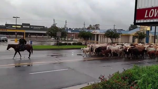 Hurricane Harvey Cattle Drive - Sputnik International