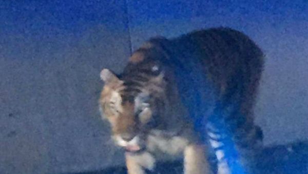 Tiger Atlanta - Sputnik International