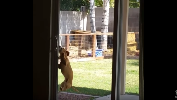 Doggy Door? Brilliant Pooch Opens Sliding Door - Sputnik International
