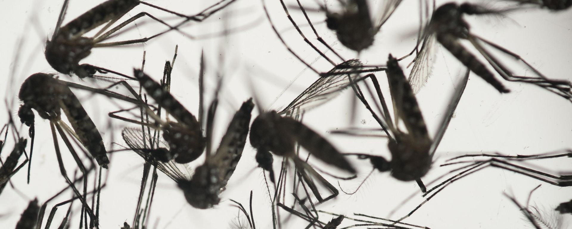 In this Jan. 27, 2016, file photo, samples of Aedes aegypti mosquitoes, responsible for transmitting dengue and Zika, sit in a petri dish at the Fiocruz Institute in Recife, Pernambuco state, Brazil.  - Sputnik International, 1920, 10.03.2022