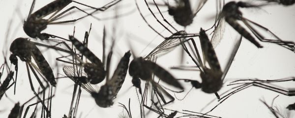 In this Jan. 27, 2016, file photo, samples of Aedes aegypti mosquitoes, responsible for transmitting dengue and Zika, sit in a petri dish at the Fiocruz Institute in Recife, Pernambuco state, Brazil. In this Jan. 27, 2016, file photo, samples of Aedes aegypti mosquitoes, responsible for transmitting dengue and Zika, sit in a petri dish at the Fiocruz Institute in Recife, Pernambuco state, Brazil. - Sputnik International