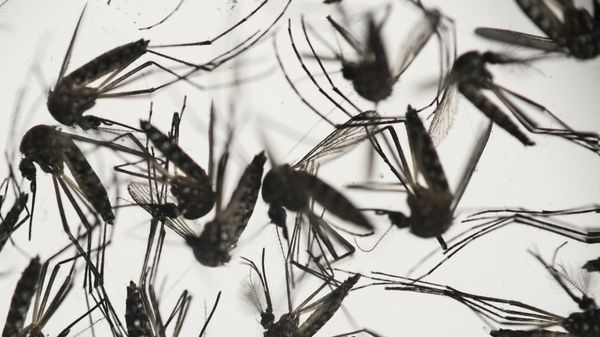 In this Jan. 27, 2016, file photo, samples of Aedes aegypti mosquitoes, responsible for transmitting dengue and Zika, sit in a petri dish at the Fiocruz Institute in Recife, Pernambuco state, Brazil.  - Sputnik International