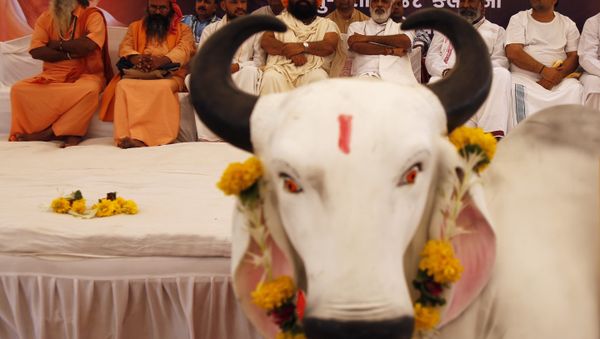 Hindu saints sit in protest against the killing of a calf by Congress party workers in the southern Indian state of Kerala, in Ahmadabad, India Hindu saints sit in protest against the killing of a calf by Congress party workers in the southern Indian state of Kerala, in Ahmadabad, India - Sputnik International
