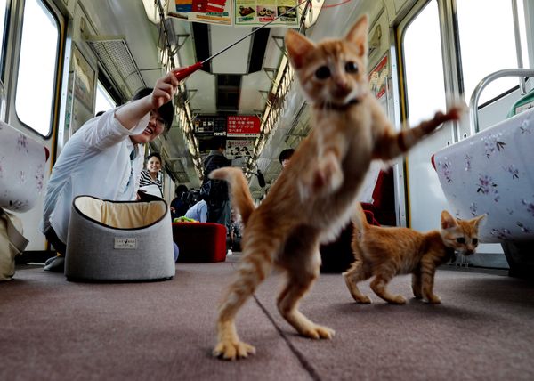 Cats on Tracks: A Ride Aboard the Japanese Feline Train Cafe Cats on Tracks: A Ride Aboard the Japanese Feline Train Cafe - Sputnik International