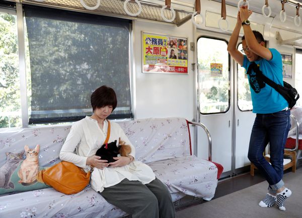 Cats on Tracks: A Ride Aboard the Japanese Feline Train Cafe Cats on Tracks: A Ride Aboard the Japanese Feline Train Cafe - Sputnik International