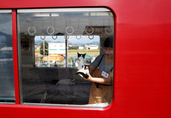 Cats on Tracks: A Ride Aboard the Japanese Feline Train Cafe Cats on Tracks: A Ride Aboard the Japanese Feline Train Cafe - Sputnik International