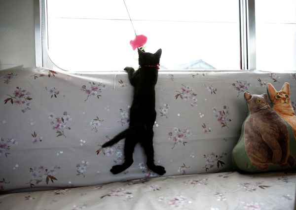 Cats on Tracks: A Ride Aboard the Japanese Feline Train Cafe Cats on Tracks: A Ride Aboard the Japanese Feline Train Cafe - Sputnik International
