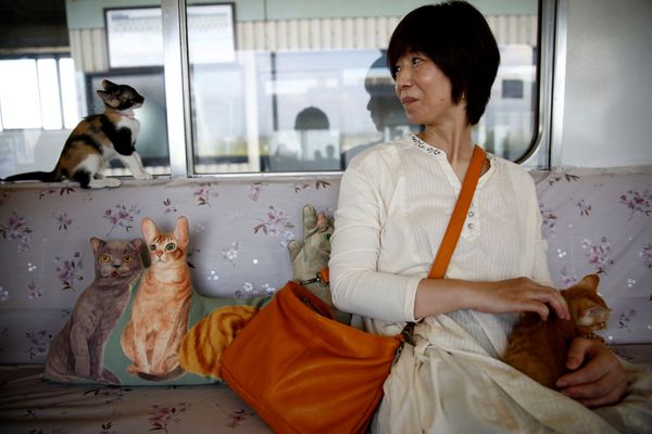 Cats on Tracks: A Ride Aboard the Japanese Feline Train Cafe Cats on Tracks: A Ride Aboard the Japanese Feline Train Cafe - Sputnik International