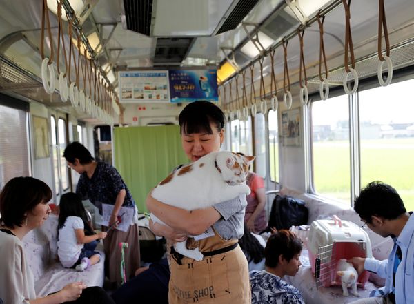 Cats on Tracks: A Ride Aboard the Japanese Feline Train Cafe Cats on Tracks: A Ride Aboard the Japanese Feline Train Cafe - Sputnik International