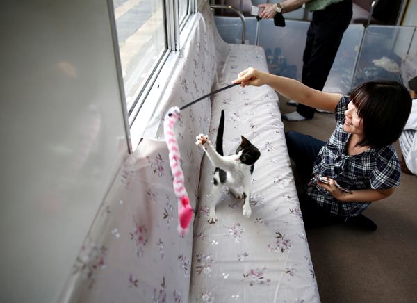 Cats on Tracks: A Ride Aboard the Japanese Feline Train Cafe Cats on Tracks: A Ride Aboard the Japanese Feline Train Cafe - Sputnik International