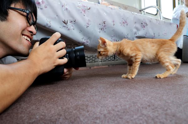 Cats on Tracks: A Ride Aboard the Japanese Feline Train Cafe Cats on Tracks: A Ride Aboard the Japanese Feline Train Cafe - Sputnik International