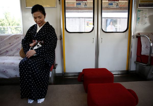 Cats on Tracks: A Ride Aboard the Japanese Feline Train Cafe Cats on Tracks: A Ride Aboard the Japanese Feline Train Cafe - Sputnik International