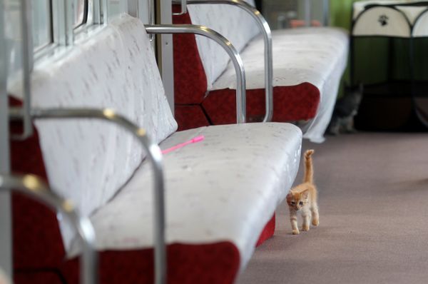 Cats on Tracks: A Ride Aboard the Japanese Feline Train Cafe Cats on Tracks: A Ride Aboard the Japanese Feline Train Cafe - Sputnik International