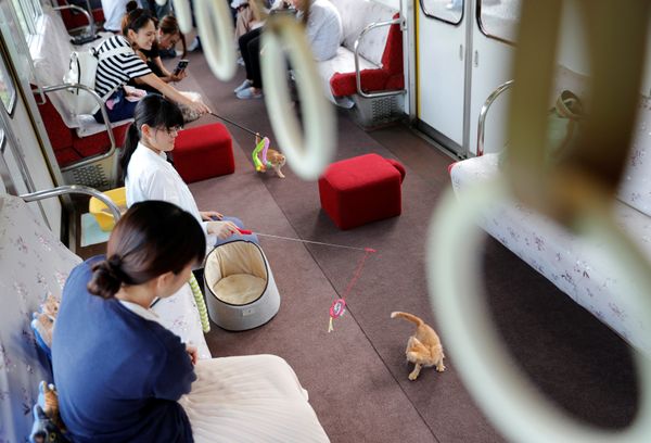 Cats on Tracks: A Ride Aboard the Japanese Feline Train Cafe Cats on Tracks: A Ride Aboard the Japanese Feline Train Cafe - Sputnik International