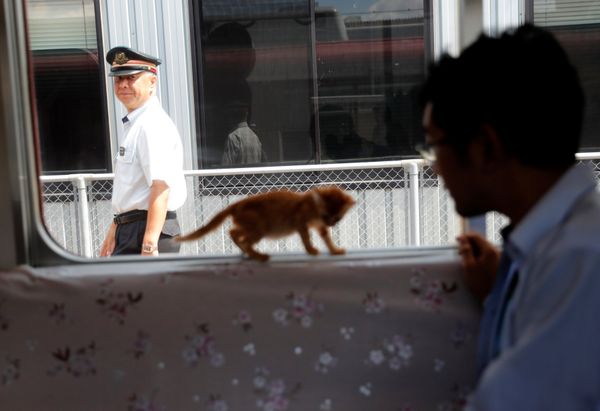 Cats on Tracks: A Ride Aboard the Japanese Feline Train Cafe Cats on Tracks: A Ride Aboard the Japanese Feline Train Cafe - Sputnik International