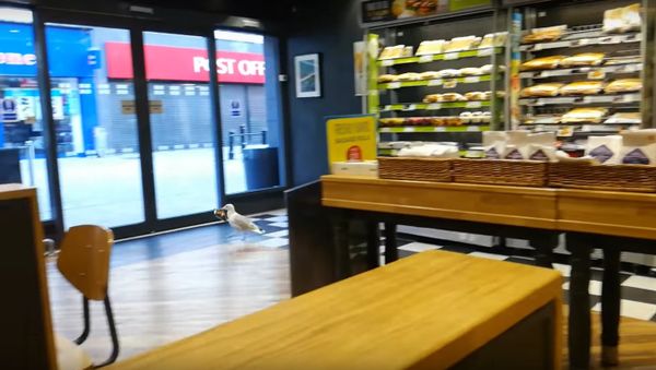 Seagull Thievery - Sputnik International