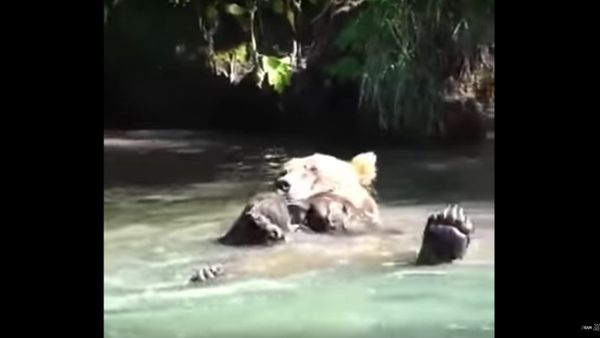 На Камчатке сняли на видео, как косолапый Казанова принимает водные процедуры - Sputnik International