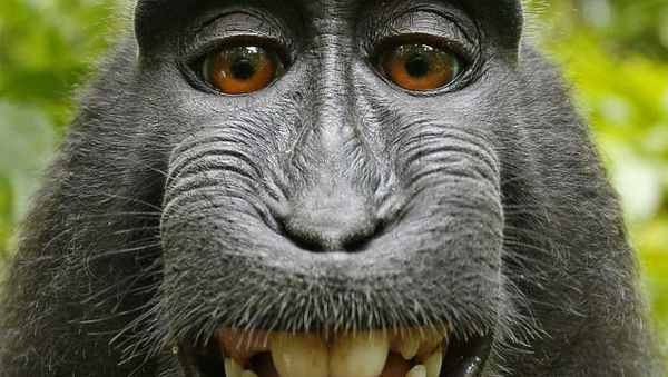 Monkey - Sputnik International