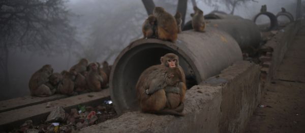 Monkeys on the side of a road in New Delhi, India. (File) Monkeys on the side of a road in New Delhi, India. (File) - Sputnik International