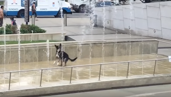 Hyper Hound Hops Around Water Fountain - Sputnik International