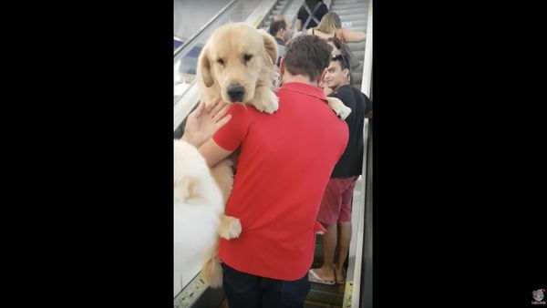 Big Puppy is Scared of Escalators - Sputnik International