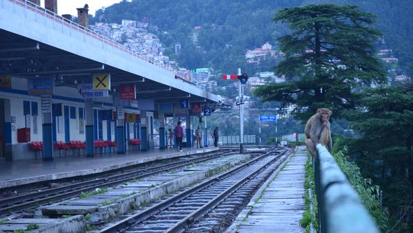 Monkey at the Shimla railway station. (File) Monkey at the Shimla railway station. (File) - Sputnik International