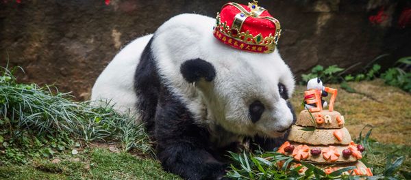 Giant panda 'Basi' sniffing a birthday cake prepared by her keepers at Fuzhou Panda World in Fuzhou, east China's Fujian province. (File) Giant panda 'Basi' sniffing a birthday cake prepared by her keepers at Fuzhou Panda World in Fuzhou, east China's Fujian province. (File) - Sputnik International