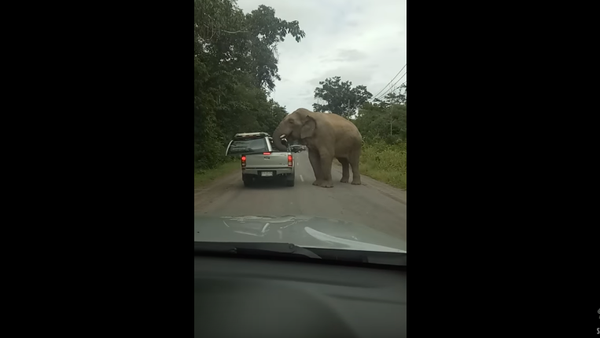 Hungry, Hungry Elephant: Truck Raided by Trunk - Sputnik International