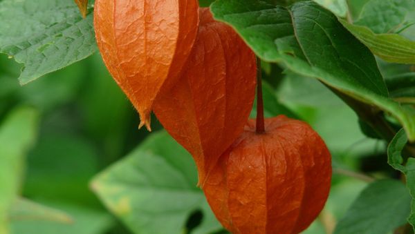 Physalis Physalis - Sputnik International