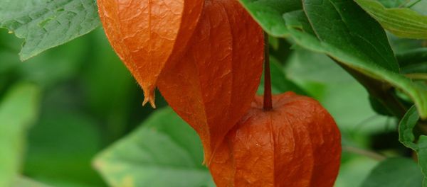 Physalis - Sputnik International